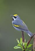 Golden-winged Warbler Singing