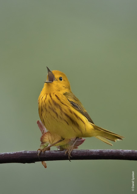 Yellow Warbler Singing