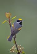 golden-winged warbler 2.jpg