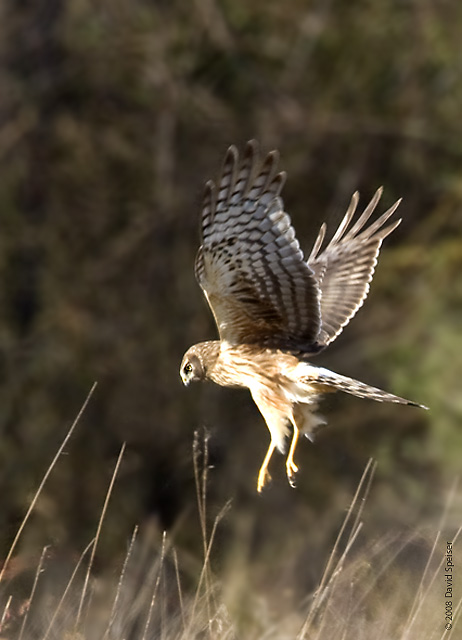 Northern Harrier