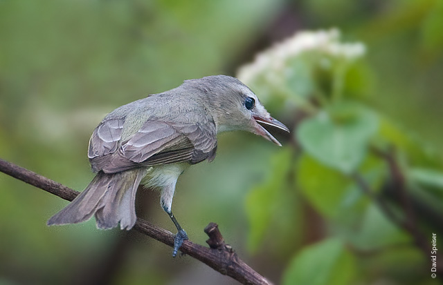 warbling vireo 1.jpg