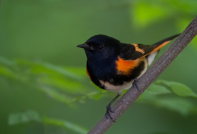 American Redstart