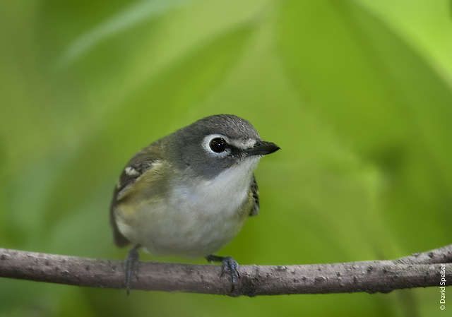 Blue-headed Vireo