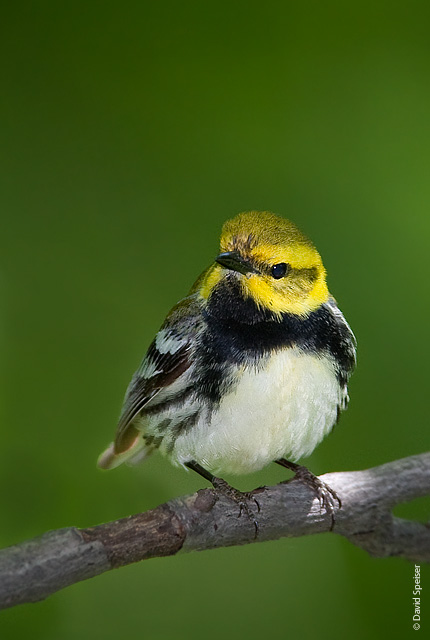 Black-throated Green Warbler