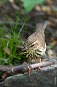 Northern Waterthrush