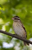 Rose-breasted Grosbeak