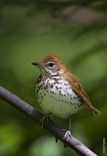 Wood Thrush