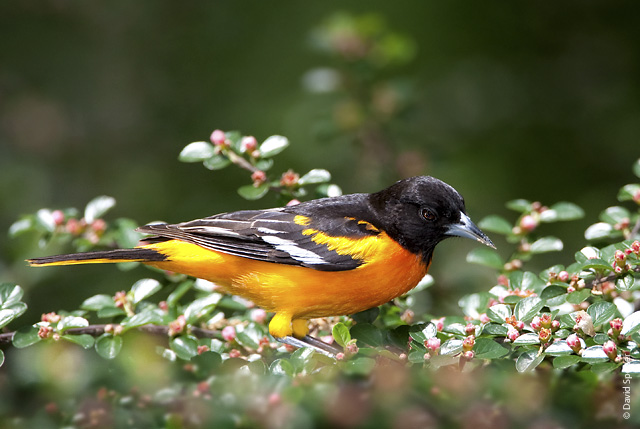 baltimore oriole 1.jpg