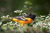 baltimore oriole 1.jpg