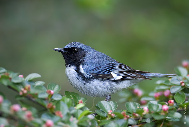 Black-throated Blue Warbler