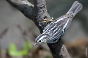 Black & White Warbler (female)