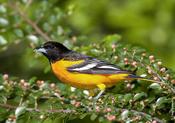 baltimore oriole 1 (male).jpg