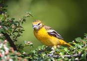 Baltimore Oriole (female)