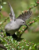 Gray Catbird