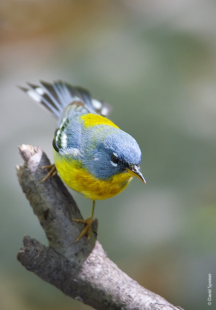 Northern Parula