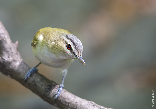 Red-eyed Vireo