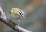 Red-eyed Vireo