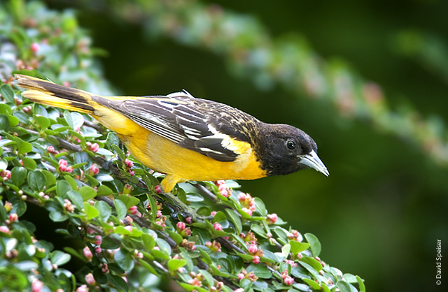 Baltimore Oriole (male)