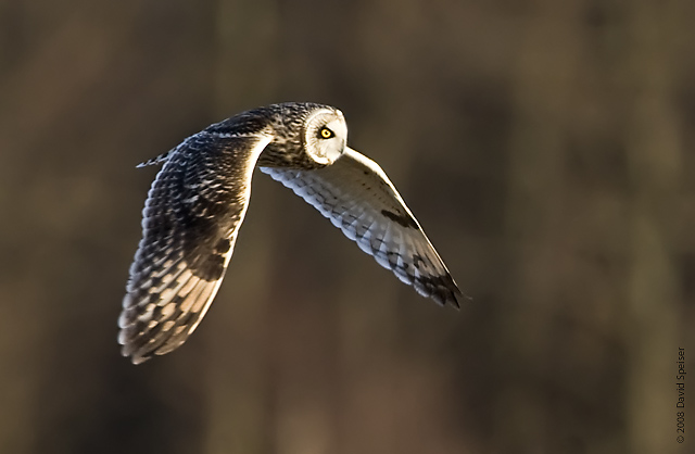 Short-eared Owl