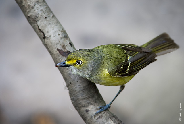 White-eyed Vireo