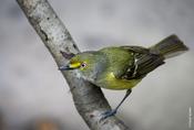 White-eyed Vireo