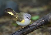 American Redstart