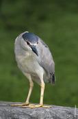 Black-crowned Night Heron