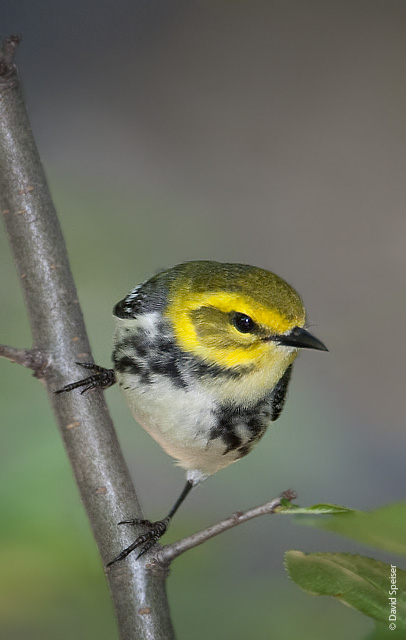 Black-throated Green Warbler