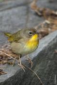 Common Yellowthroat (female)