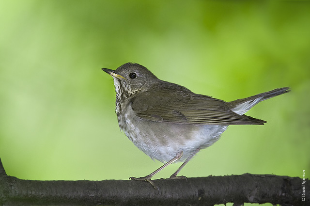 Gray-cheeked Thrush