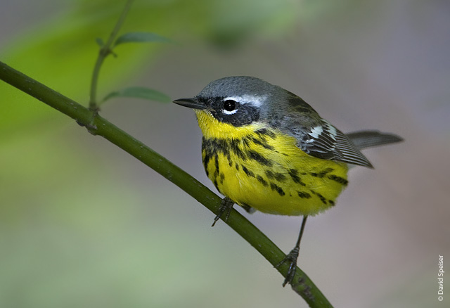 Magnolia Warbler