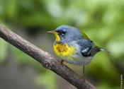 Northern Parula