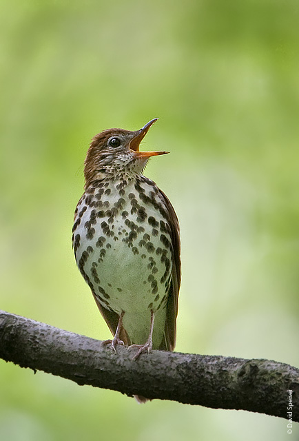 Wood Thrush Singing