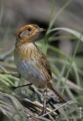 Saltmarsh Sharp-tailed Sparrow