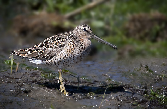 Short-billed Dowitcher