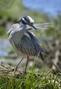 Yellow-crowned Night Heron