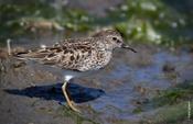 Least Sandpiper