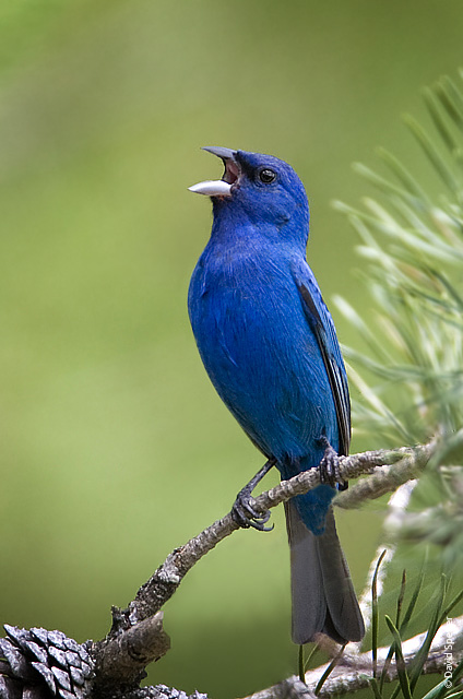 Indigo Bunting Singing