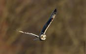 Short-eared Owl