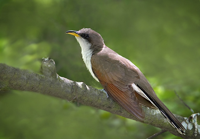 Yellow-billed Cuckoo