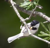 Carolina Chickadee