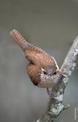 Carolina Wren