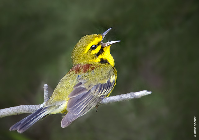 Prairie Warbler Singing