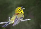 Prairie Warbler Singing