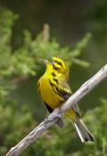 prairie warbler 3.jpg