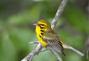 Prairie Warbler