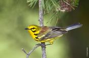 Prairie Warbler