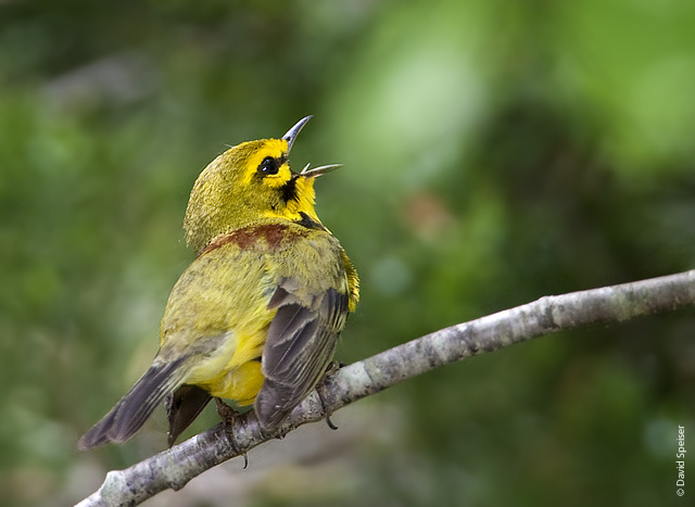 Prairie Warbler Singing