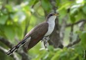 Yellow-billed Cuckoo