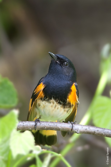 American Redstart